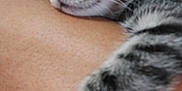 Koko Chanel joined the competition — help win amazing prizes! animal, arm, close_up, comfortable, cozy, cute, domestic_animal, feline, fur, human_skin, indoor, kitten, nap, peaceful, pet, resting, sleeping, tabby, whiskers, young_cat