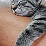 animal, arm, close_up, comfortable, cozy, cute, domestic_animal, feline, fur, human_skin, indoor, kitten, nap, peaceful, pet, resting, sleeping, tabby, whiskers, young_cat