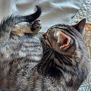 Koko Chanel is registered to the contest to win money with this photo: animal, bed, blanket, cat, cozy, curled_up, cute, domestic_cat, ear, feline, fur, indoor, kitten, paw, pet, quilt, resting, sleeping, tabby, whiskers