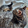 animal, bed, blanket, cat, cozy, curled_up, cute, domestic_cat, ear, feline, fur, indoor, kitten, paw, pet, quilt, resting, sleeping, tabby, whiskers