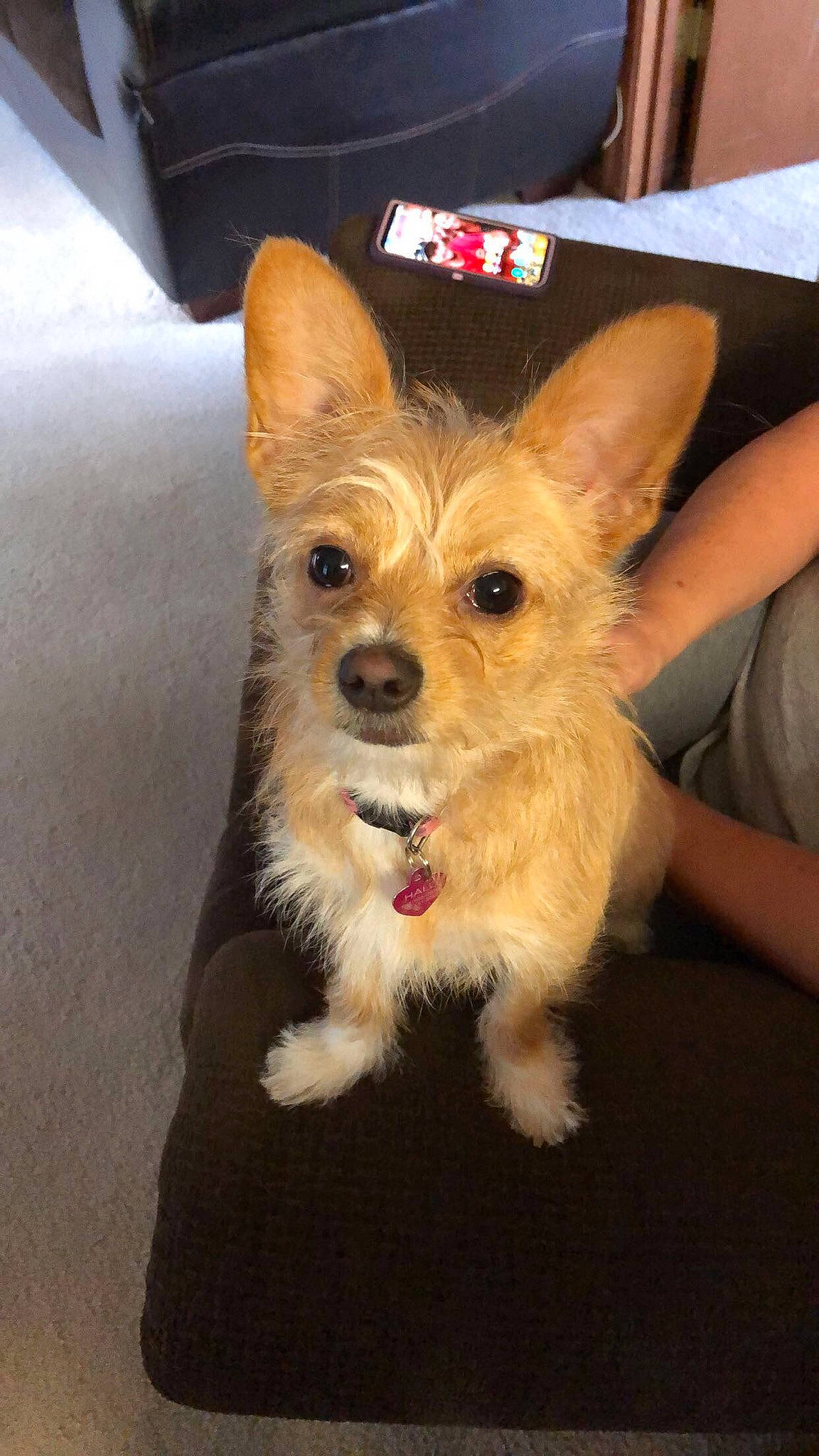 Saydee joined the competition — help win amazing prizes! australian_silky_terrier, australian_terrier, biewer_terrier, cairn_terrier, canidae, carnivore, companion_dog, dog, dog_breed, ear, mammal, norwich_terrier, portuguese_podengo, puppy, rare_breed_dog, small_terrier, snout, terrier, vertebrate, yorkshire_terrier