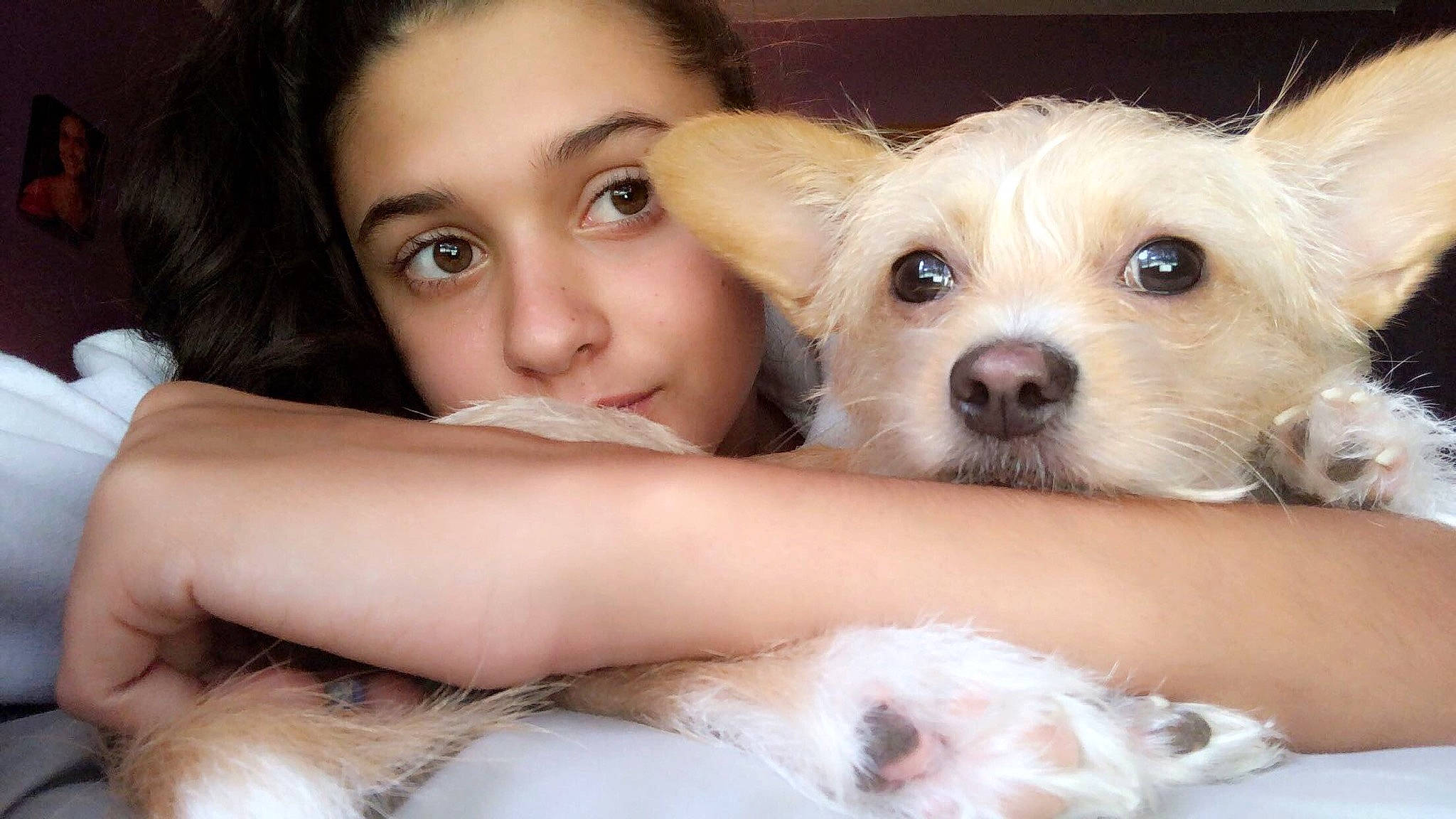 Saydee is registered to the contest to win money with this photo: canidae, carnivore, companion_dog, dog, dog_breed, ear, eye, eyebrow, face, fur, head, maltepoo, nose, puppy, puppy_love, rare_breed_dog, schnoodle, skin, snout, west_highland_white_terrier