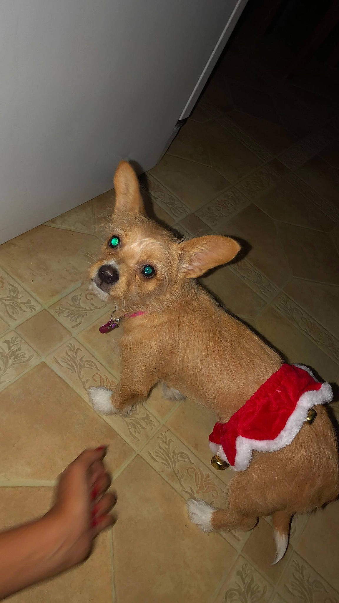 Saydee joined the competition — help win amazing prizes! canidae, carnivore, chihuahua, companion_dog, corgi_chihuahua, dog, dog_breed, ear, fawn, mammal, pembroke_welsh_corgi, portuguese_podengo, snout, sporting_group, toy_dog, vertebrate, welsh_corgi, whiskers