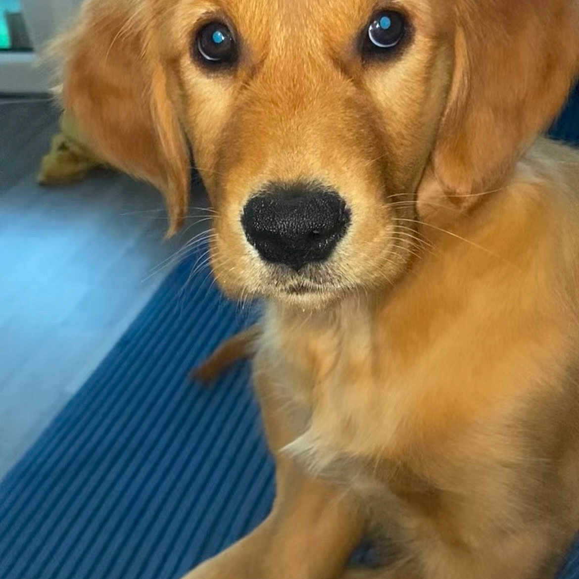 Nala a rejoint le concours — aidez-le/la à gagner de superbes lots ! animal, blue_surface, canine, close_up, cozy, cute, dog, domestic_animal, eyes, floor, fur, golden_retriever, indoor, nose, pet, portrait, puppy, sitting, soft_light, young_dog