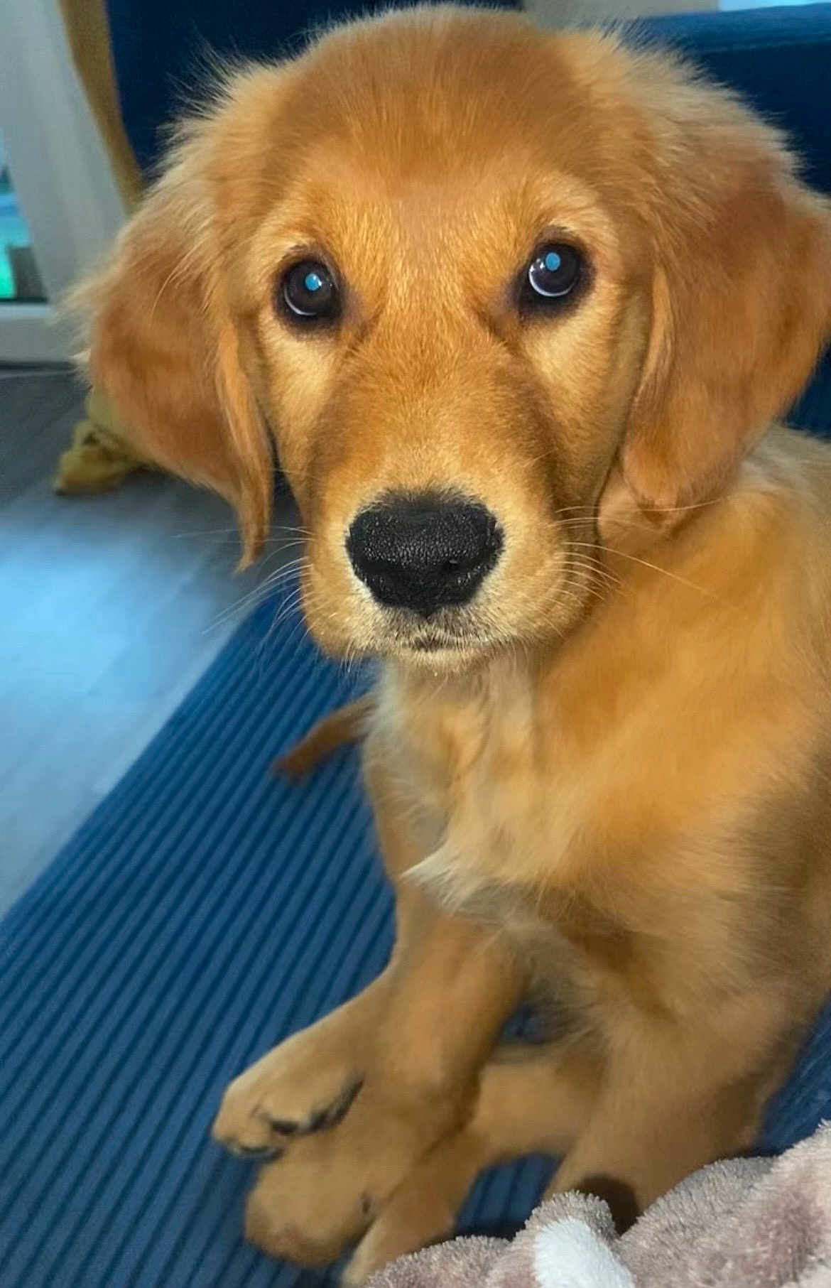 Nala a rejoint le concours — aidez-le/la à gagner de superbes lots ! golden_retriever, puppy, dog, close_up, indoor, blue_surface, pet, cute, eyes, nose, fur, sitting, young_dog, animal, canine, portrait, domestic_animal, soft_light, cozy, floor