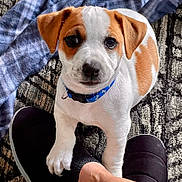 Kody joined the competition — help win amazing prizes! puppy, dog, pet, collar, brown_and_white, paw, foot, slipper, carpet, blanket, indoor, cute, young, animal, looking_up, close_up, companion, domestic, friendship, cozy