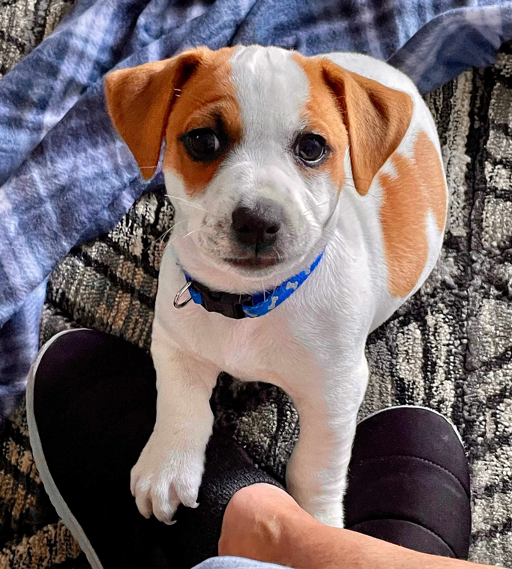 Kody joined the competition — help win amazing prizes! puppy, dog, pet, collar, brown_and_white, paw, foot, slipper, carpet, blanket, indoor, cute, young, animal, looking_up, close_up, companion, domestic, friendship, cozy