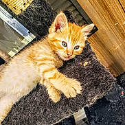 Butters is registered to the contest to win money with this photo: kitten, orange_tabby, cat, feline, scratching_post, fur, indoor, wooden_wall, curious, pet, animal, cute, young, paw, resting, closeup, playful, domestic_cat, whiskers, furry