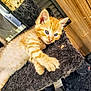 kitten, orange_tabby, cat, feline, scratching_post, fur, indoor, wooden_wall, curious, pet, animal, cute, young, paw, resting, closeup, playful, domestic_cat, whiskers, furry