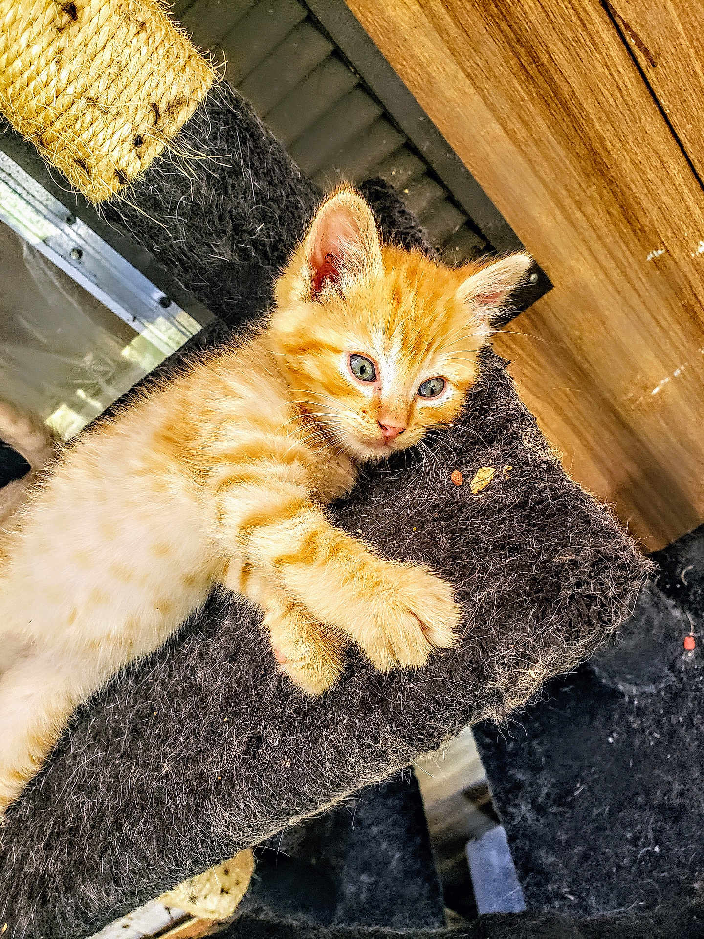 Butters is registered to the contest to win money with this photo: kitten, orange_tabby, cat, feline, scratching_post, fur, indoor, wooden_wall, curious, pet, animal, cute, young, paw, resting, closeup, playful, domestic_cat, whiskers, furry