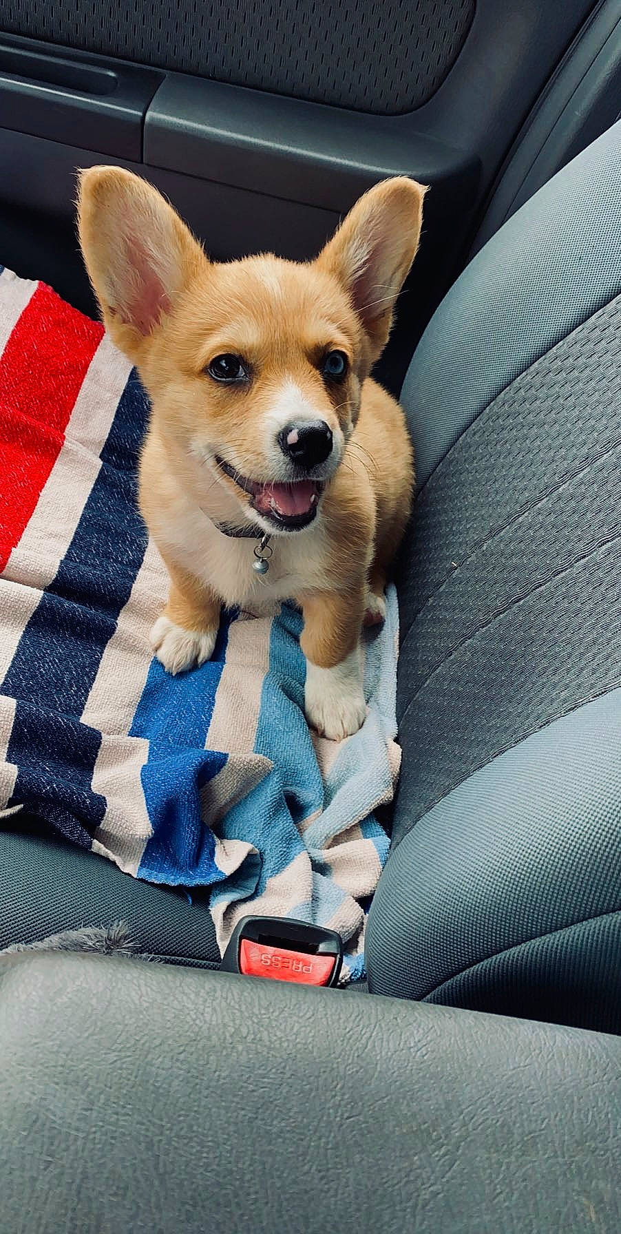 Jade joined the competition — help win amazing prizes! canidae, car_seat, car_seat_cover, carnivore, chihuahua, comfort, dog, dog_breed, dog_supply, fawn, head_restraint, mammal, non_sporting_group, plaid, seat_belt, snout, sporting_group, toy_dog, vertebrate, working_animal