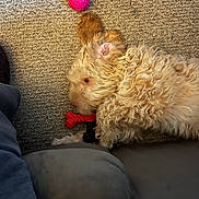 Winston joined the competition — help win amazing prizes! dog, puppy, curly_fur, chew_toy, pink_ball, carpet, indoor, living_room, laying_down, pet, playful, paw, ear, beige, fluffy, sofa_edge, owner_leg, toy, relaxed, closeup