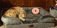 Winston joined the competition — help win amazing prizes! dog, sleeping, dog_bed, plush_toy, pink_donut, wooden_paneling, carpet, cozy, indoor, curled_up, fur, small_dog, pet, home_interior, relaxed, corner, basket_with_toys, gray_bed, soft_texture, warm_lighting