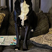 Cornbread is registered to the contest to win money with this photo: dog, black_dog, white_chest, couch, pillow, curtain, drawing, indoor, pet, animal, furniture, living_room, canine, domestic_animal, seated, looking_at_camera, home, cozy, decor, portrait