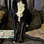 dog, black_dog, white_chest, couch, pillow, curtain, drawing, indoor, pet, animal, furniture, living_room, canine, domestic_animal, seated, looking_at_camera, home, cozy, decor, portrait