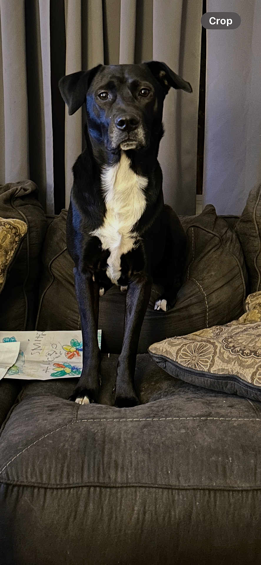Cornbread is registered to the contest to win money with this photo: dog, black_dog, white_chest, couch, pillow, curtain, drawing, indoor, pet, animal, furniture, living_room, canine, domestic_animal, seated, looking_at_camera, home, cozy, decor, portrait