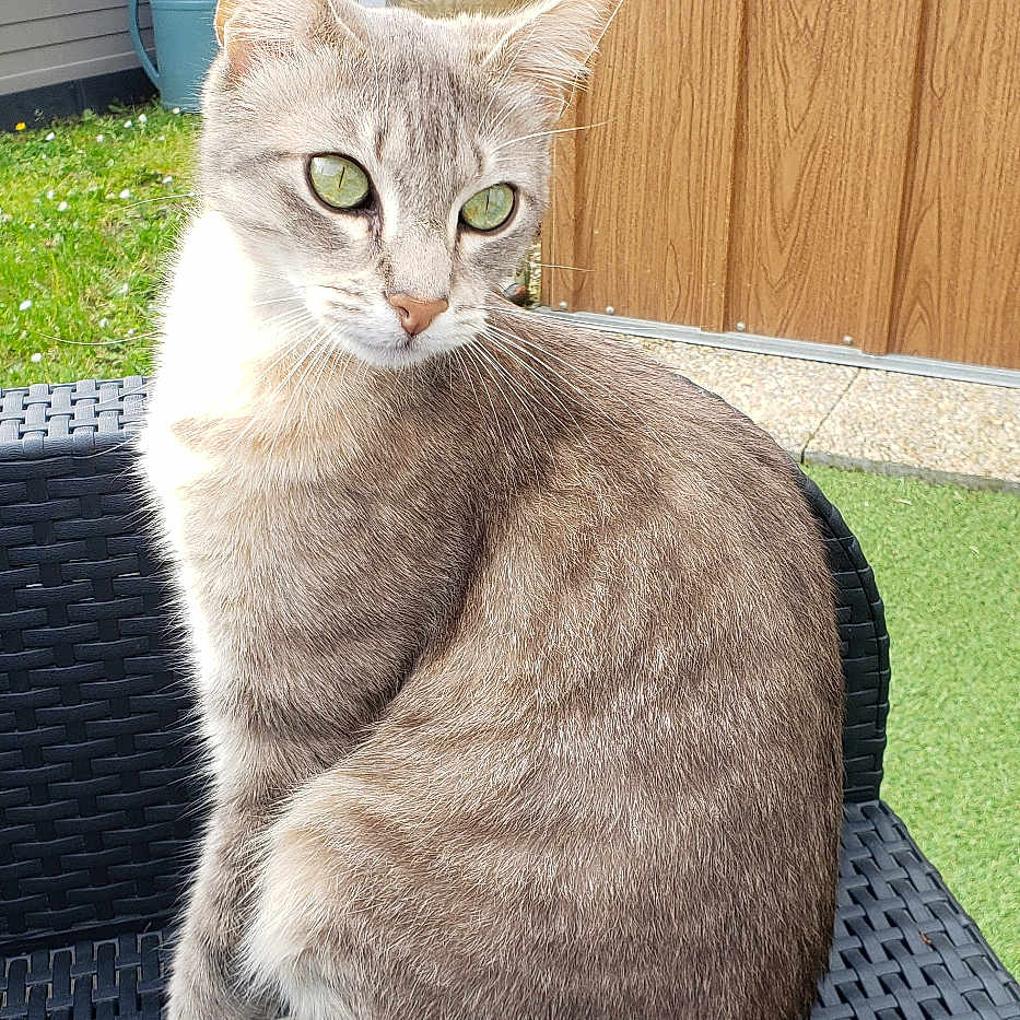 Micky a rejoint le concours — aidez-le/la à gagner de superbes lots ! abyssinian, accessories, animal, backyard, barrel, cat, hardwood, kitten, manx, mat, nature, outdoors, pet, plywood, rainbarrel, siamese, slate, strap, wood, yard