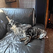 Lil Shyt joined the competition — help win amazing prizes! animal, carpet, cat, couch, cozy, feline, fur, furniture, home, indoor, leather, lying_down, paw, pet, relaxing, resting, sleepy, striped, tabby, whiskers