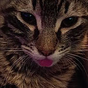 Lil Shyt joined the competition — help win amazing prizes! cat, tabby, close_up, fur, face, whiskers, tongue, pet, animal, cute, domestic_animal, feline, looking, portrait, indoor, muzzle, ears, eyes, cozy, dim_light