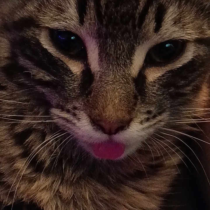 Lil Shyt joined the competition — help win amazing prizes! cat, tabby, close_up, fur, face, whiskers, tongue, pet, animal, cute, domestic_animal, feline, looking, portrait, indoor, muzzle, ears, eyes, cozy, dim_light