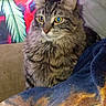 Lil Shyt is registered to the contest to win money with this photo: animal, background, blanket, cat, closeup, colorful, cozy, domestic, ears, feline, fur, indoor, leaf_pattern, pet, portrait, sitting, soft, tabby, whiskers, yellow_eyes