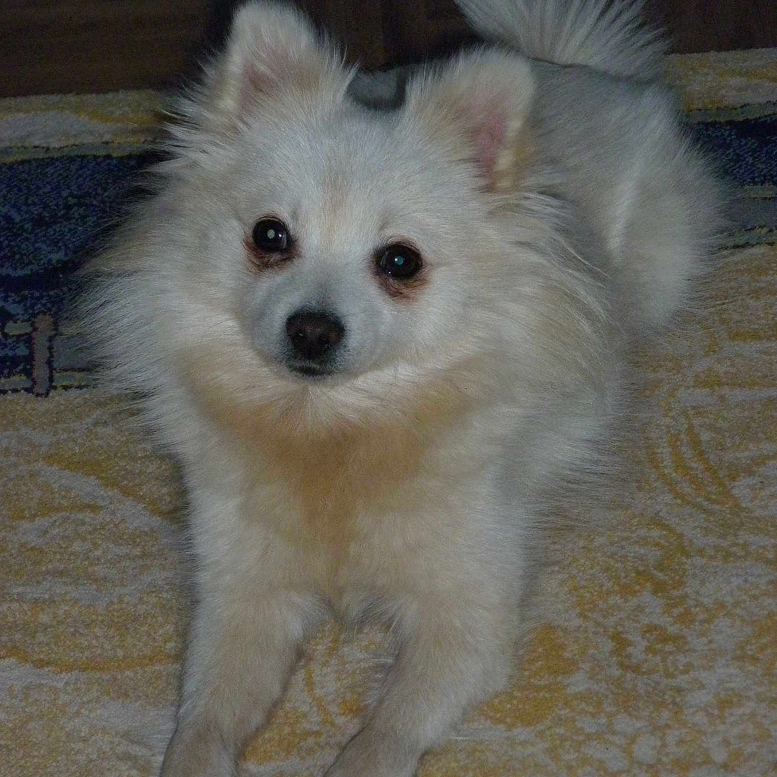 Heidi