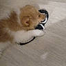 puppy, dog, slipper, floor, wood_floor, lying_down, pet, cute, fluffy, indoor, cozy, sleeping, brown_and_white, fur, animal, domestic_animal, paw, resting, small_dog, adorable