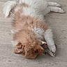 dog, puppy, playing, chewing, toy, wooden_floor, fluffy, brown_fur, white_fur, pet, animal, cute, indoor, laying_down, canine, small_dog, fur, happy, young_dog, domestic_animal