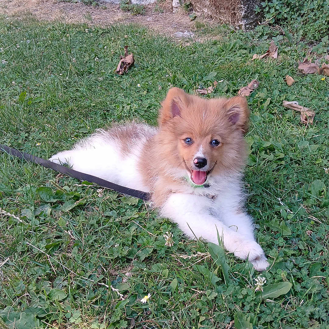 Shaki