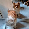 dog, reflection, mirror, floor, indoor, fur, pet, small_dog, pomeranian, seated, looking, back_view, white_fur, brown_fur, person, footwear, sandals, pants, wooden_cabinet, home