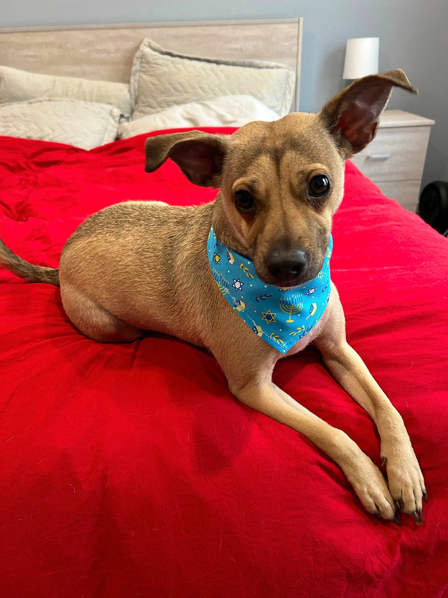 Leo joined the competition — help win amazing prizes! dog, pet, bed, red_bedspread, bandana, hanukkah_bandana, pillow, headboard, nightstand, lamp, ears, eyes, paws, fur, closeup, indoor, relaxed, curious, muzzle, pet_hair