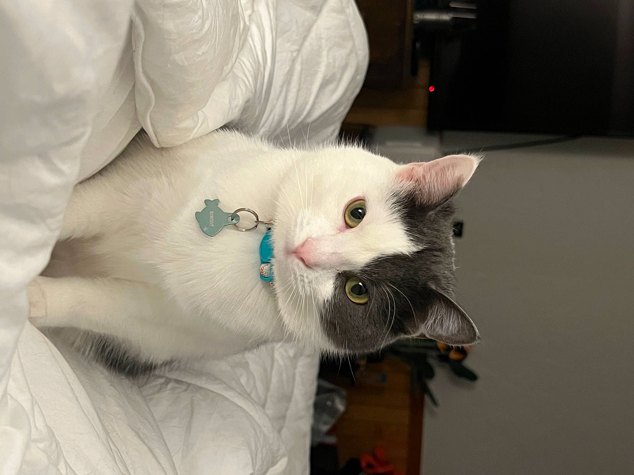 Biscuit joined the competition — help win amazing prizes! carnivore, cat, claw, collar, comfort, domestic_short_haired_cat, fang, fawn, felidae, fur, paw, small_to_medium_sized_cats, snout, tail, whiskers