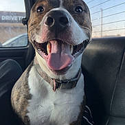 Dax joined the competition — help win amazing prizes! dog, canine, pet, smiling, tongue_out, collar, car_interior, seat, window, daylight, happy, brown_and_white, closeup, sitting, animal, domestic_animal, friendly, cute, fur, portrait