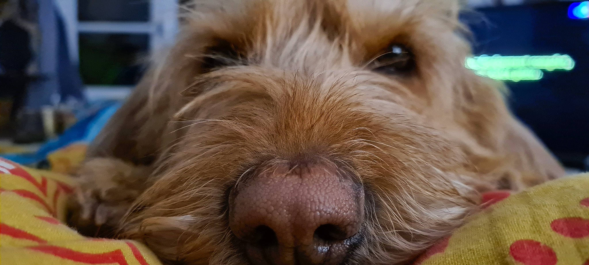 Piana participe au concours pour gagner de l'argent avec cette photo : canidae, carnivore, close_up, cockapoo, companion_dog, dog, dog_breed, fur, labradoodle, liver, maltepoo, poodle_crossbreed, shih_poo, small_terrier, snout, sporting_group, terrier, toy_dog, whiskers, working_animal