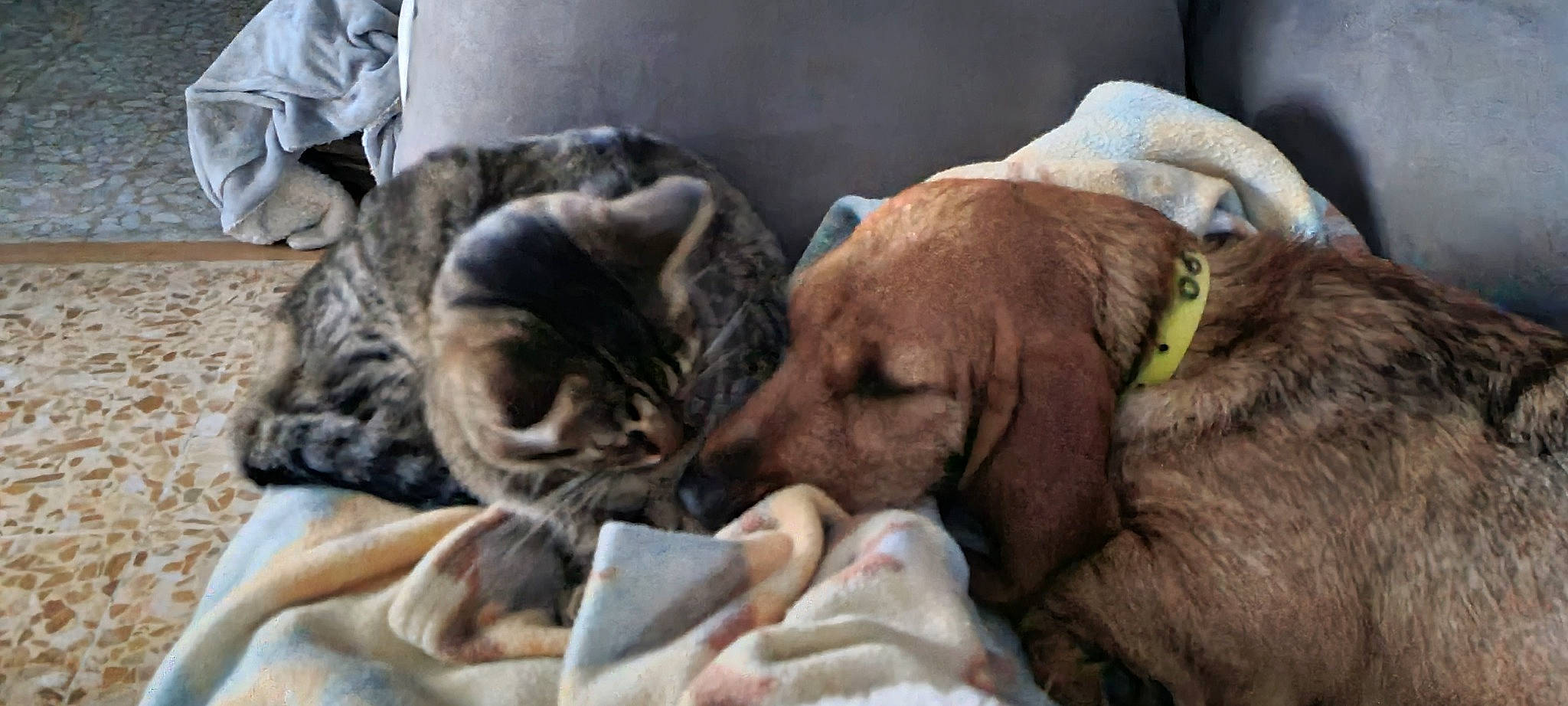 Tigra participe au concours pour gagner de l'argent avec cette photo : carnivore, cat, comfort, companion_dog, dog, dog_breed, domestic_short_haired_cat, fawn, felidae, fur, guard_dog, gun_dog, linens, liver, nap, small_to_medium_sized_cats, snout, whiskers, working_animal, wrinkle