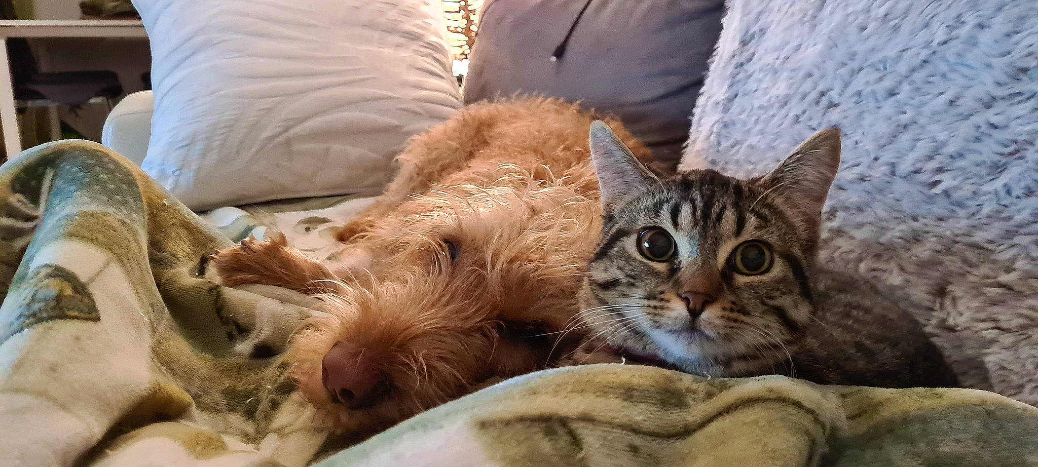 Tigra participe au concours pour gagner de l'argent avec cette photo : carnivore, cat, cat_supply, claw, comfort, companion_dog, couch, domestic_short_haired_cat, fawn, felidae, fur, nap, paw, small_to_medium_sized_cats, snout, terrestrial_animal, tree, whiskers, wildlife, window