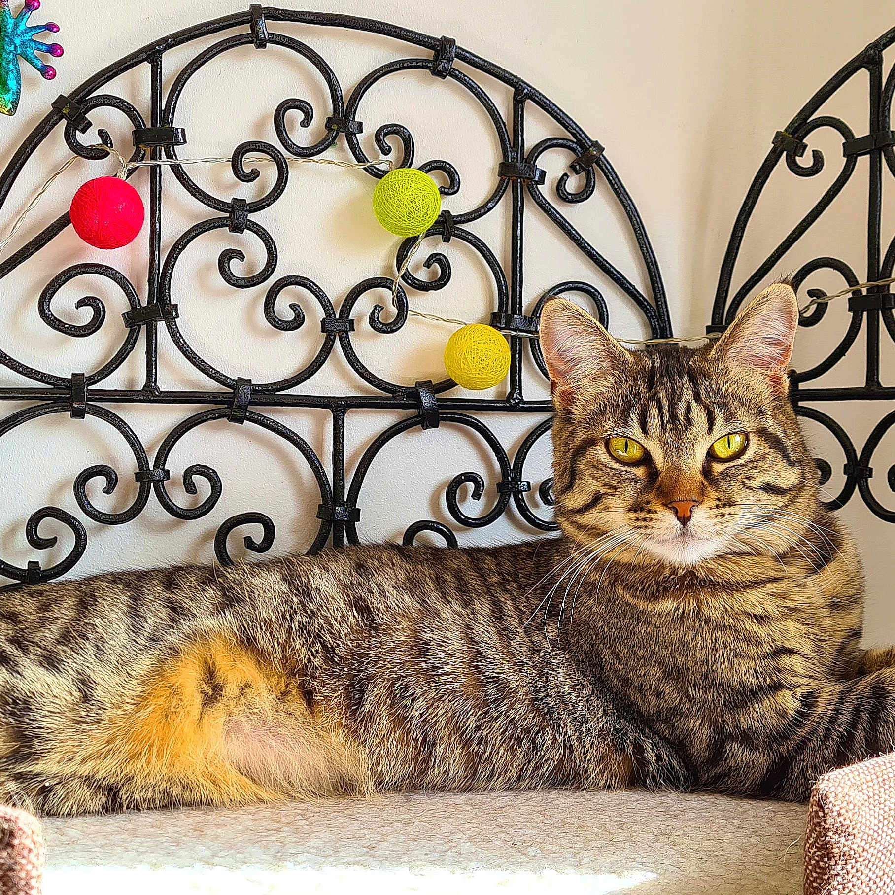 Tigra