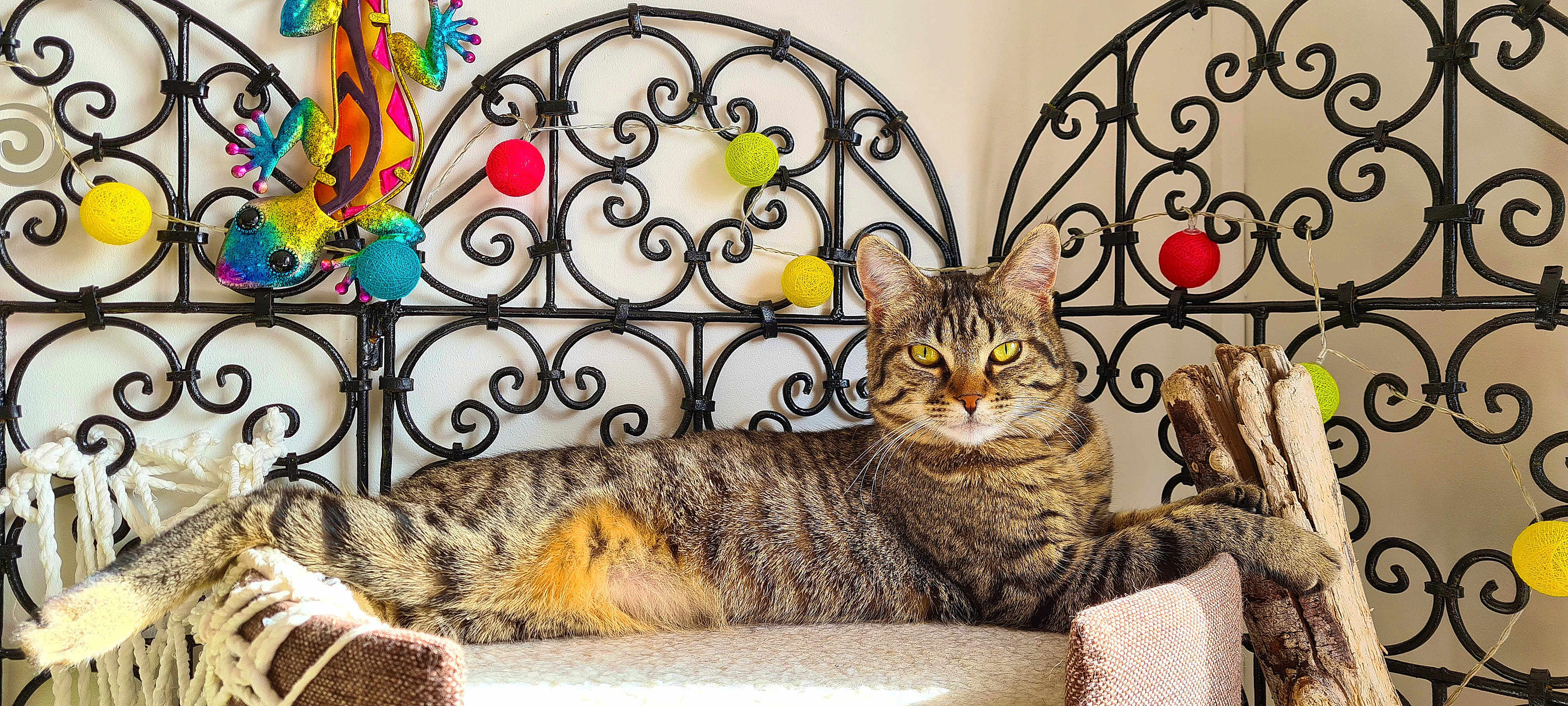 Tigra