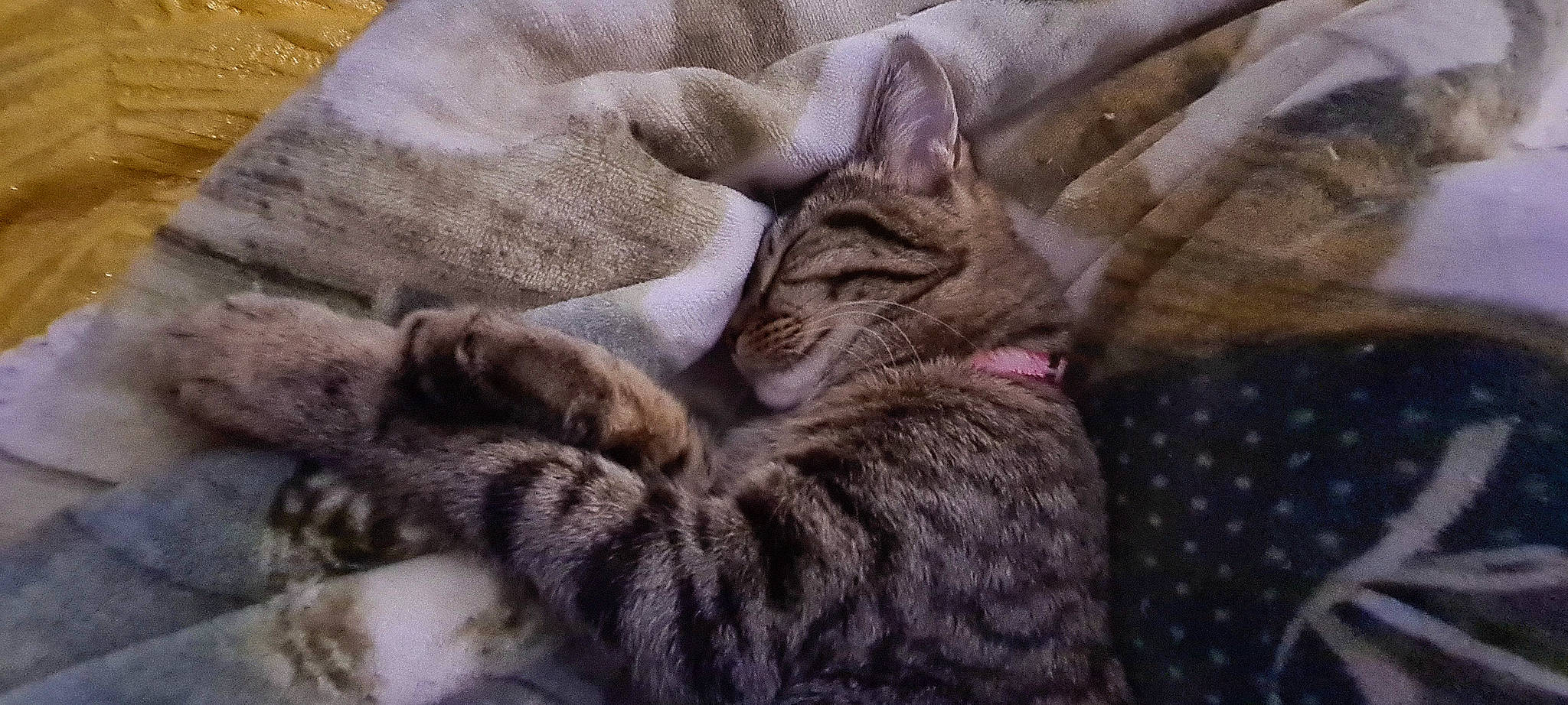 Tigra a rejoint le concours — aidez-le/la à gagner de superbes lots ! carnivore, cat, comfort, domestic_short_haired_cat, fawn, felidae, fur, grey, linens, mammal, nap, pattern, paw, sleep, small_to_medium_sized_cats, snout, tail, terrestrial_animal, vertebrate, whiskers