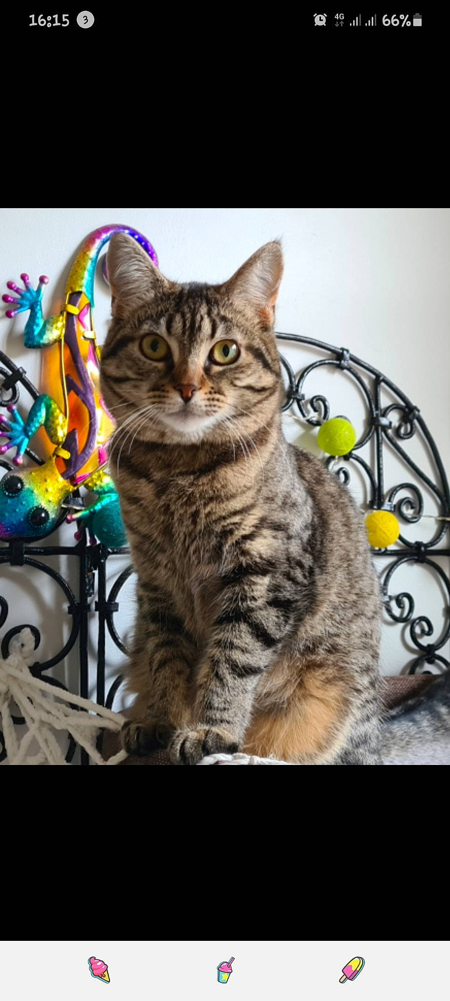 Tigra participe au concours pour gagner de l'argent avec cette photo : carnivore, cat, domestic_short_haired_cat, felidae, fur, metal, pattern, paw, photo_caption, rectangle, sitting, small_to_medium_sized_cats, snout, tail, whiskers, wildlife, window