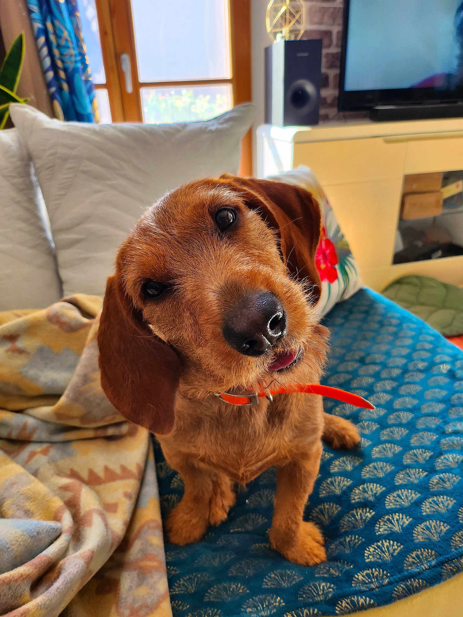 Stella