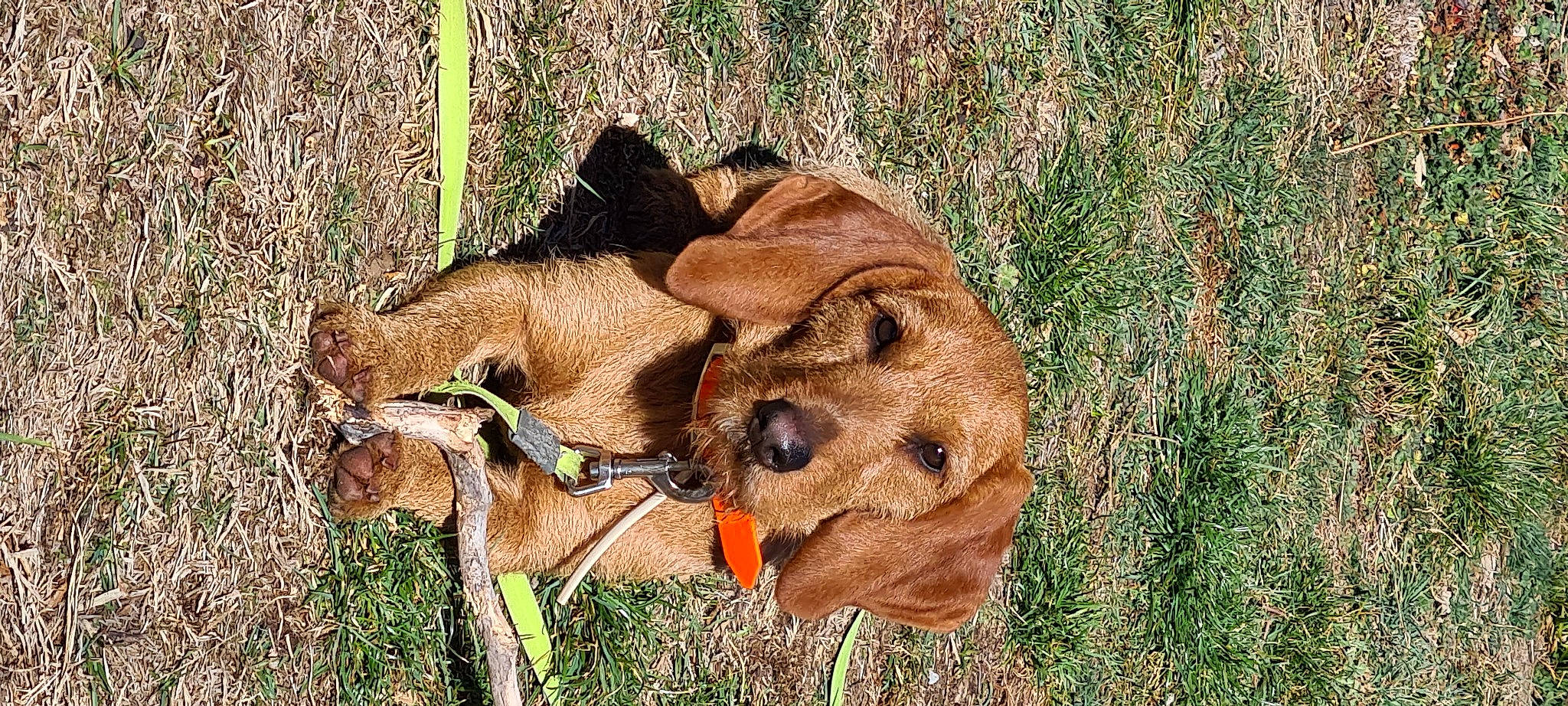 Stella participe au concours pour gagner de l'argent avec cette photo : canidae, carnivore, collar, companion_dog, dog, dog_breed, dog_collar, dog_supply, fawn, grass, hound, liver, pet_supply, plant, snout, sporting_group, terrestrial_animal, wildlife, wood, working_animal