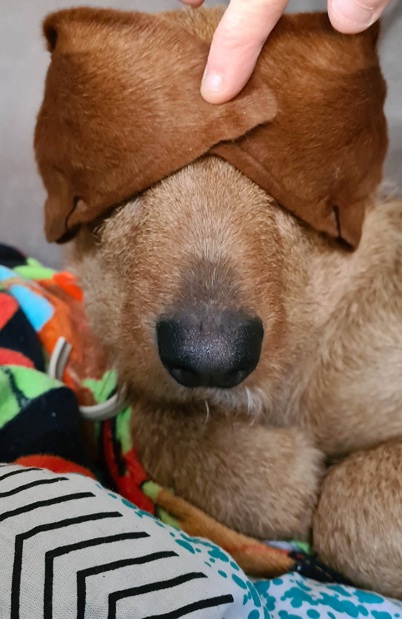 Stella participe au concours pour gagner de l'argent avec cette photo : canidae, carnivore, collar, comfort, companion_dog, dog, dog_breed, dog_supply, fawn, fur, gesture, liver, pet_supply, plush, snout, sporting_group, stuffed_toy, terrestrial_animal, working_animal, wrinkle