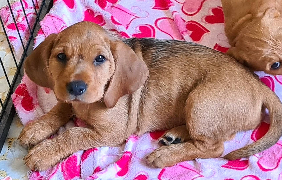 Stella participe au concours pour gagner de l'argent avec cette photo : canidae, carnivore, companion_dog, dog, dog_breed, dog_supply, ear, fawn, fur, liver, paw, pet_supply, photo_caption, pink, puppy, snout, sporting_group, toy, whiskers, working_animal