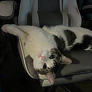 Nala Rivera is registered to the contest to win money with this photo: cat, animal, pet, chair, indoor, feline, white, gray, black, fur, cute, relaxed, upside_down, looking, whiskers, ears, paws, domestic, resting, office_chair
