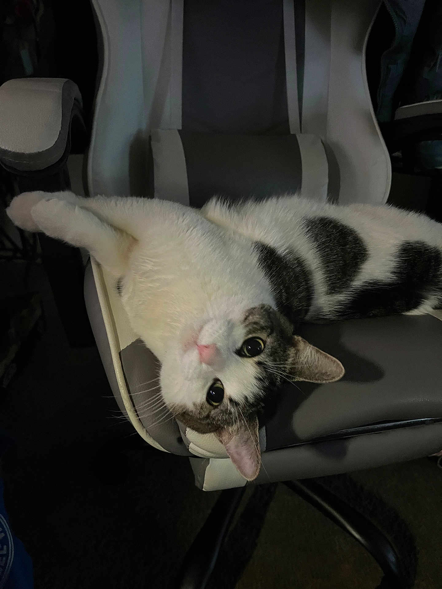 Nala Rivera is registered to the contest to win money with this photo: cat, animal, pet, chair, indoor, feline, white, gray, black, fur, cute, relaxed, upside_down, looking, whiskers, ears, paws, domestic, resting, office_chair