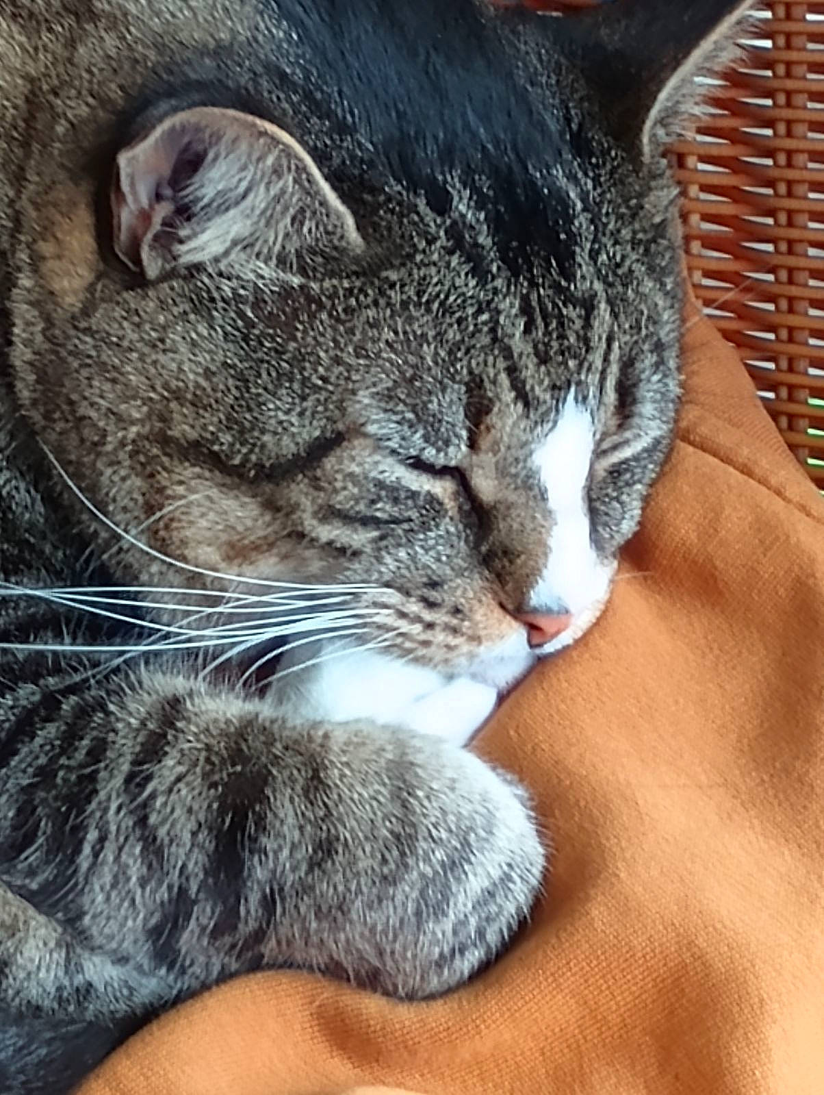 Storm is registered to the contest to win money with this photo: carnivore, cat, cat_supply, claw, comfort, domestic_short_haired_cat, ear, felidae, fur, grey, nap, paw, sitting, sleep, small_to_medium_sized_cats, snout, terrestrial_animal, whiskers