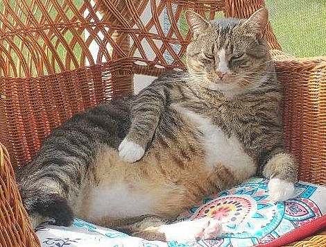 Storm joined the competition — help win amazing prizes! carnivore, cat, cat_bed, cat_supply, claw, comfort, couch, domestic_short_haired_cat, felidae, fur, nap, paw, sitting, small_to_medium_sized_cats, snout, tail, terrestrial_animal, tree, whiskers, wildlife