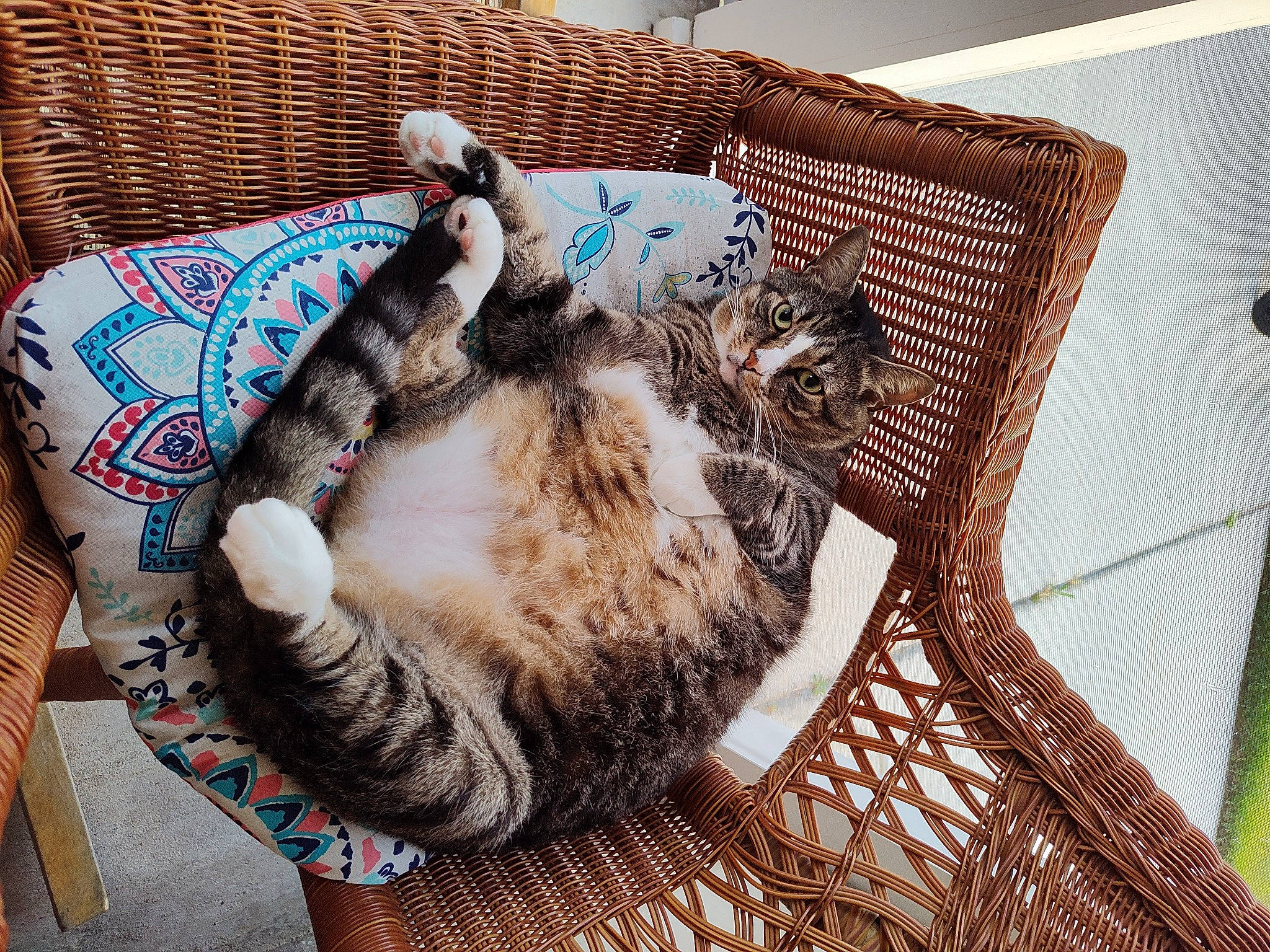 Storm is registered to the contest to win money with this photo: basket, carnivore, cat, cat_bed, cat_supply, claw, comfort, domestic_short_haired_cat, fawn, felidae, fur, home_accessories, nap, pattern, paw, small_to_medium_sized_cats, tail, whiskers, wicker, wood