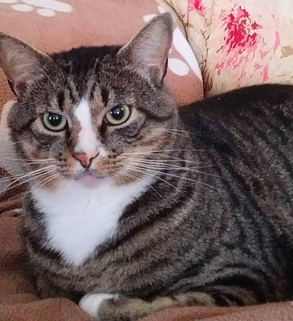 Storm is registered to the contest to win money with this photo: carnivore, cat, domestic_short_haired_cat, felidae, fur, paw, sitting, small_to_medium_sized_cats, snout, terrestrial_animal, whiskers, window